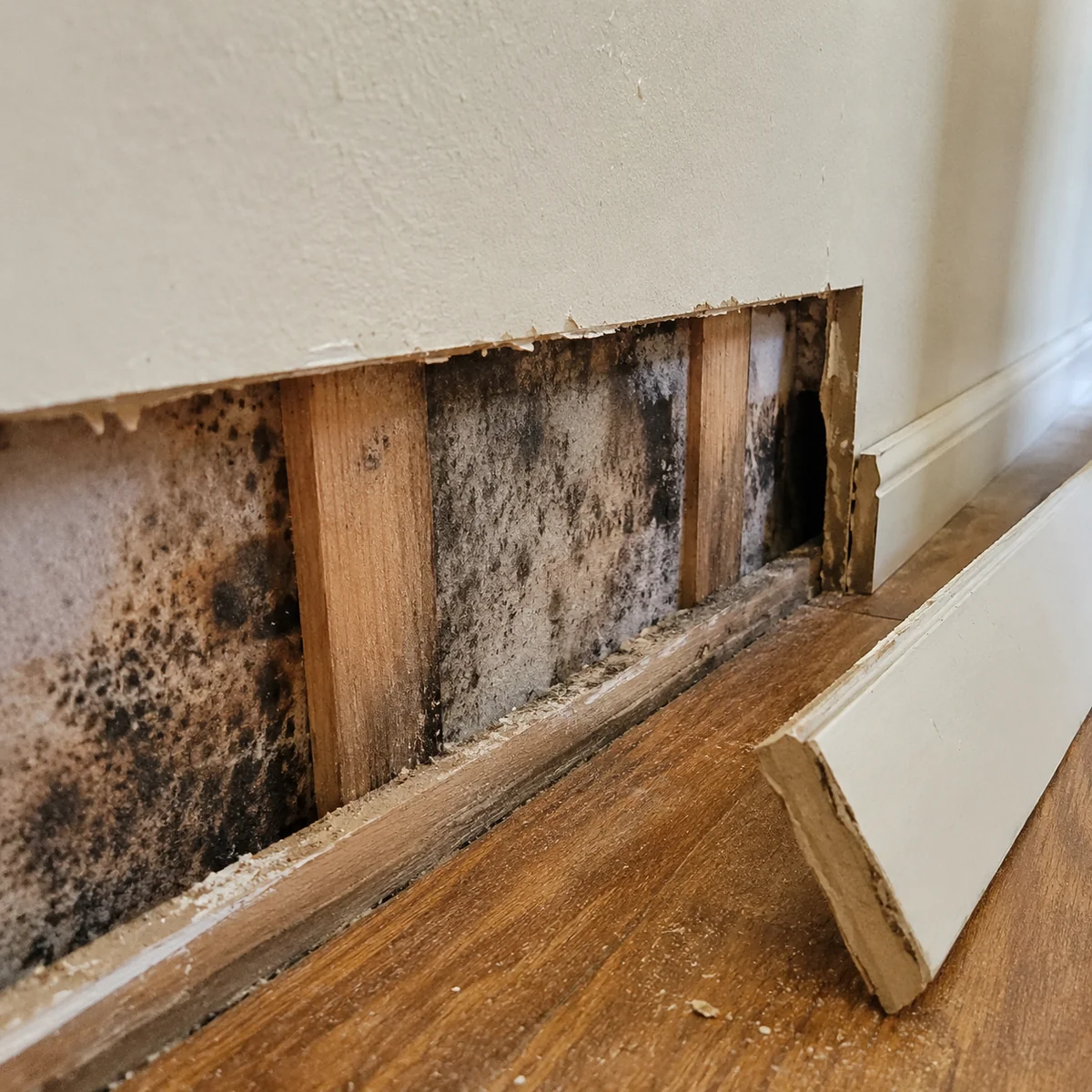 Mold revealed behind a pulled baseboard