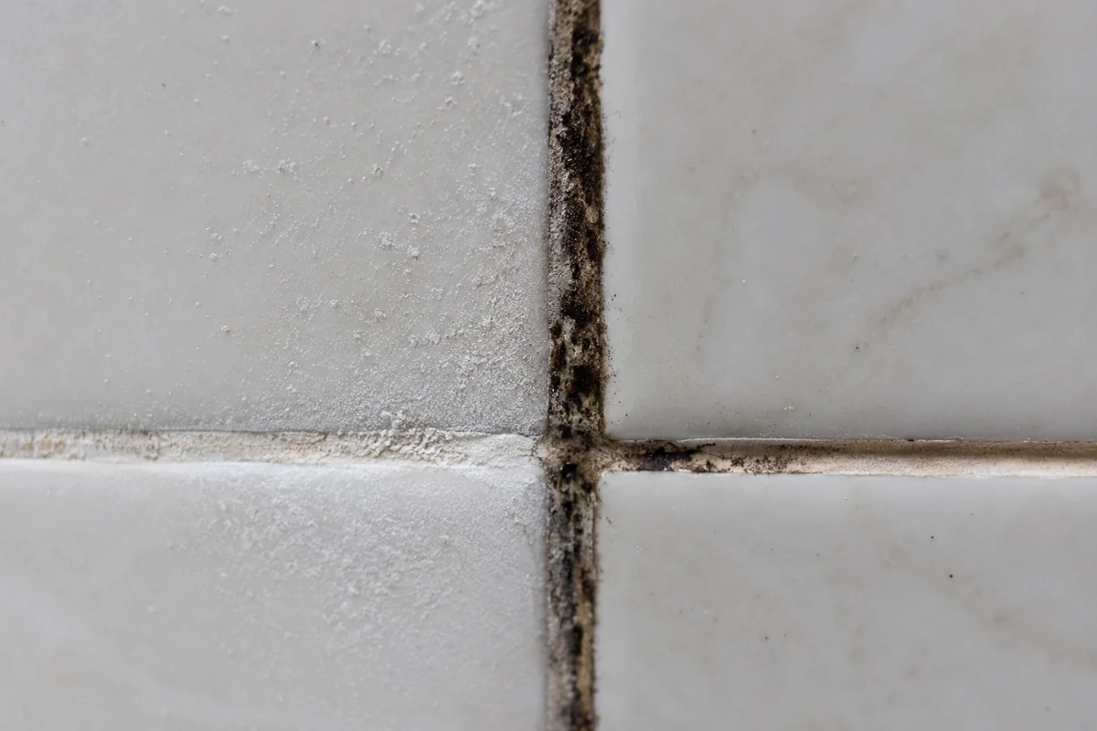 Surface mildew compared with embedded mold