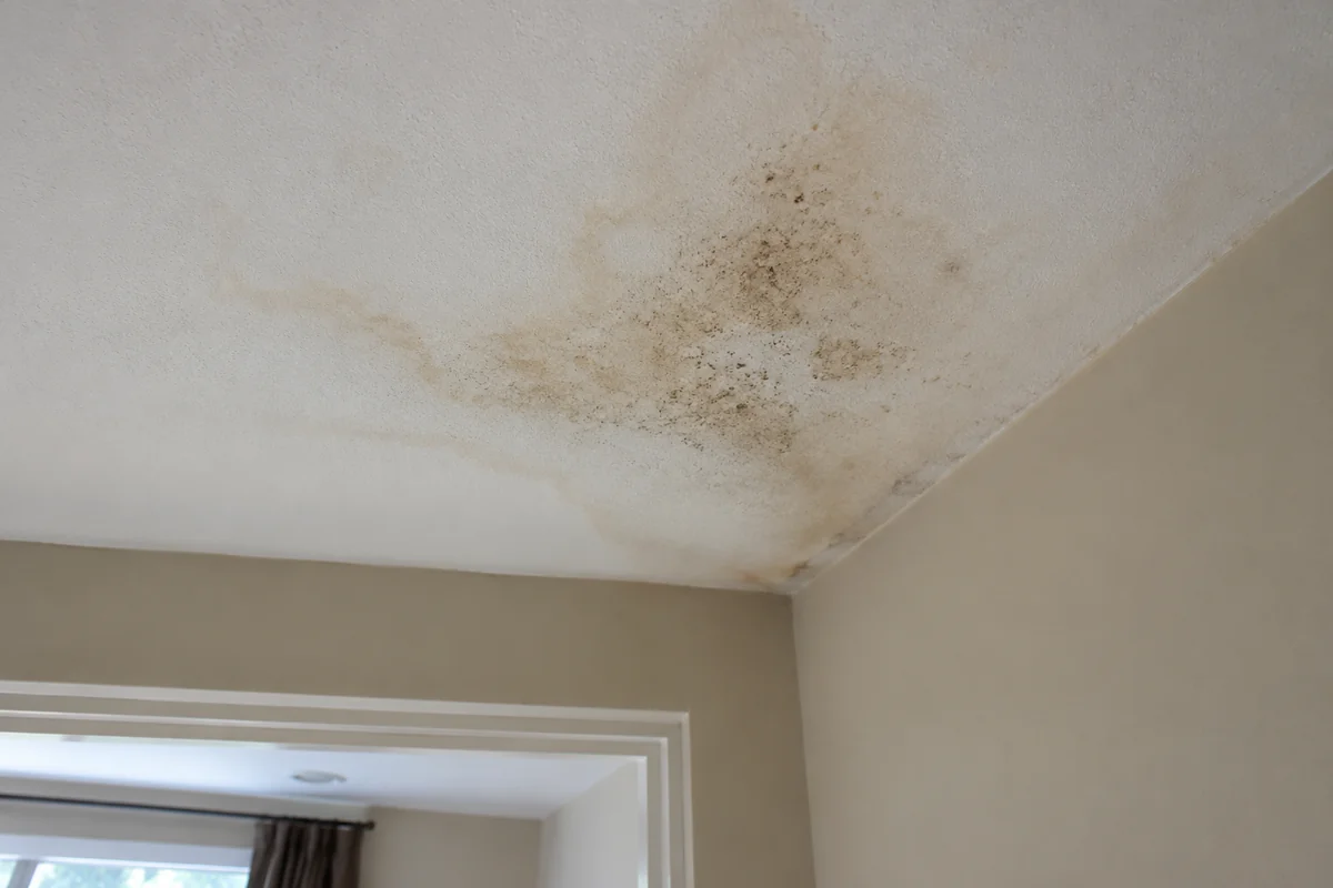 Mold after water damage: the first 48 hours
