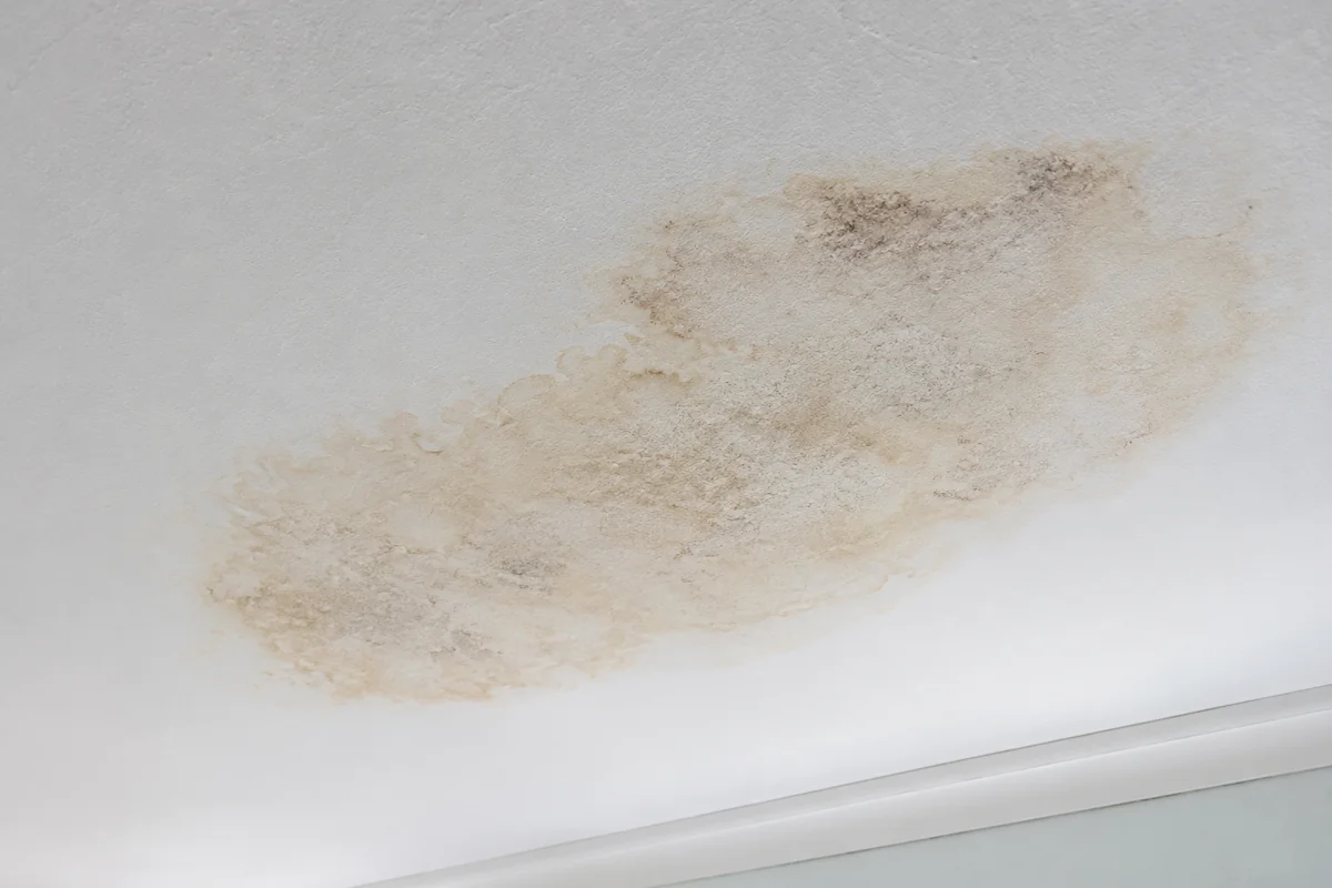 A water stain and early mold bloom on a ceiling